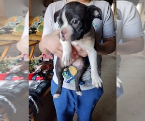 Boston Terrier Puppy for sale in CHARLOTTE, MI, USA