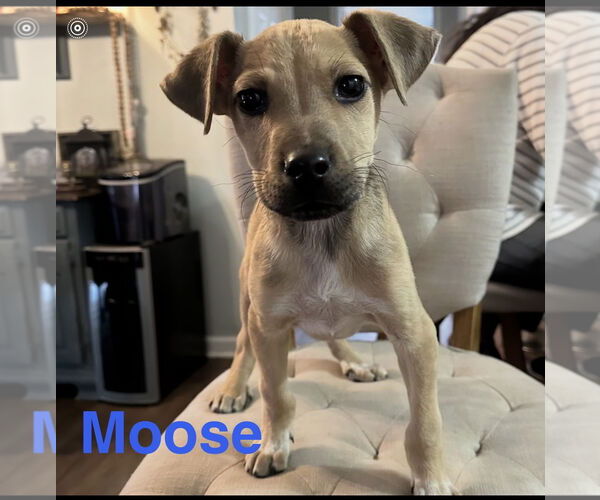 Medium Photo #1 Labrador Retriever-Unknown Mix Puppy For Sale in Ball Ground, GA, USA