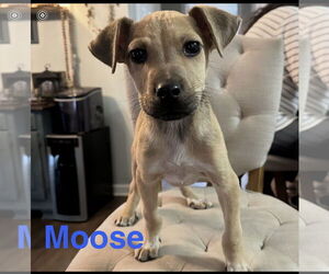 Labrador Retriever Mix Dog for Adoption in Ball Ground, Georgia USA