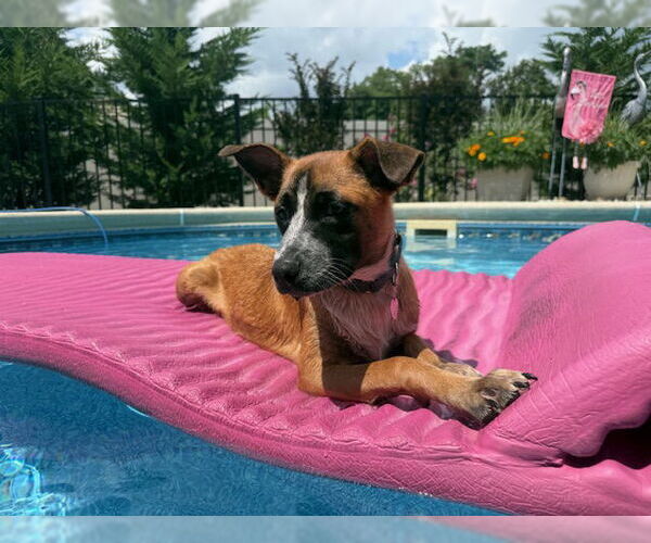 Medium Photo #2 German Shepherd Dog-Unknown Mix Puppy For Sale in Oakhurst, NJ, USA