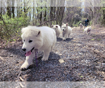 Small Photo #20 German Shepherd Dog Puppy For Sale in WASHINGTON, NJ, USA