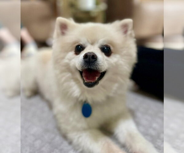 Medium Photo #1 Pomeranian Puppy For Sale in St. Louis Park, MN, USA