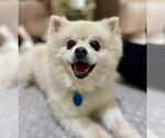 Small Pomeranian