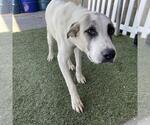 Small Great Pyrenees
