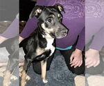 Small #5 Mutt