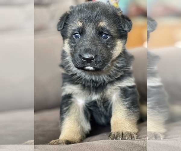 Full screen Photo #7 German Shepherd Dog Puppy For Sale in COLBERT, WA, USA
