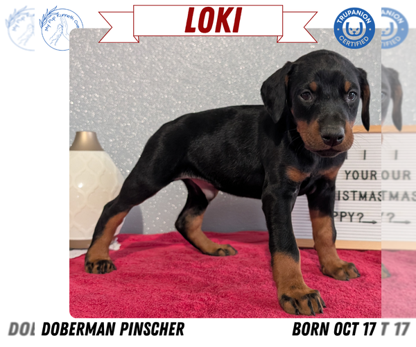 Medium Photo #24 Doberman Pinscher Puppy For Sale in GOSHEN, IN, USA