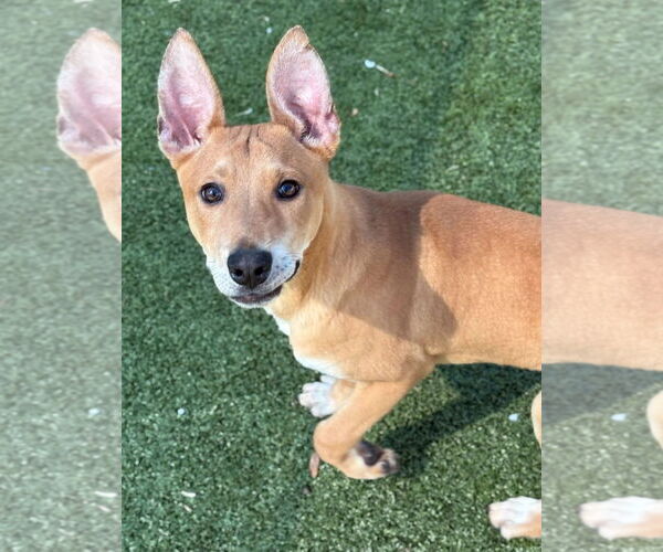 Medium Photo #2 Mutt Puppy For Sale in Woodbury, NY, USA