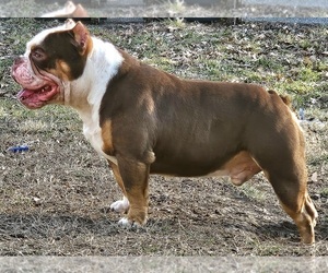 Father of the American Bully puppies born on 02/06/2024