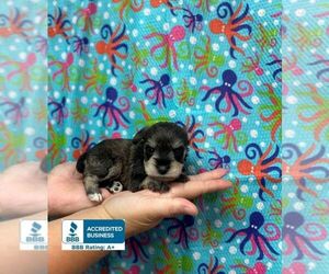 Schnauzer (Miniature) Puppy for sale in WINNSBORO, LA, USA