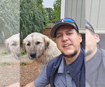 Small #3 Anatolian Shepherd Mix