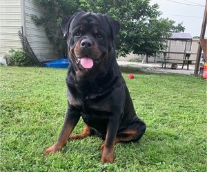 Father of the Rottweiler puppies born on 10/31/2022