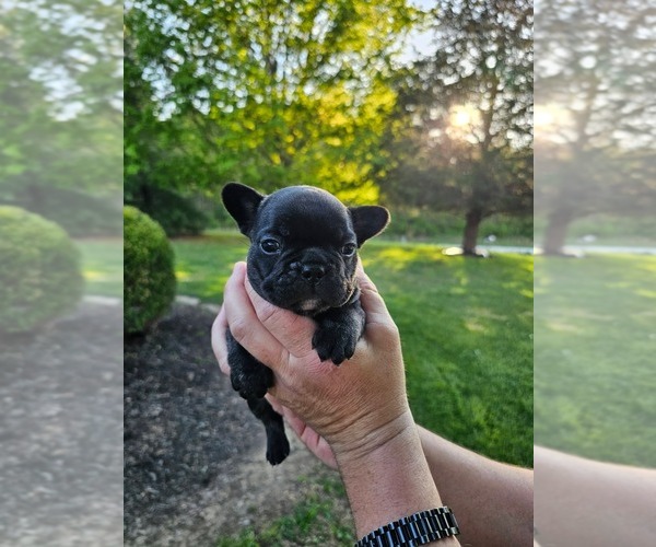 Medium Photo #4 French Bulldog Puppy For Sale in VERSAILLES, IN, USA