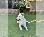 Small #1 Huskies  Mix