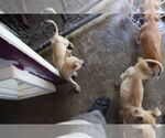 Small #32 Labrador Retriever Mix