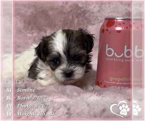 Mal-Shi Puppy for sale in TEMPE, AZ, USA