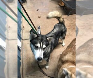 Annalise - Female Alaskan Malamute Dog for Adoption - Photo #3
