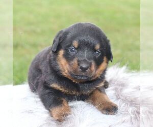 Rottweiler Puppy for sale in CHAMBERSBURG, PA, USA