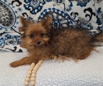 Small Photo #3 Yoranian Puppy For Sale in ELKTON, KY, USA