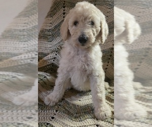 Goldendoodle (Miniature) Puppy for sale in BATTLE GROUND, WA, USA