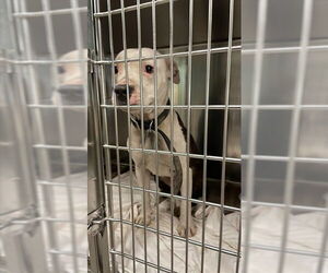 American Pit Bull Terrier-Unknown Mix Dogs for adoption in Waco, TX, USA