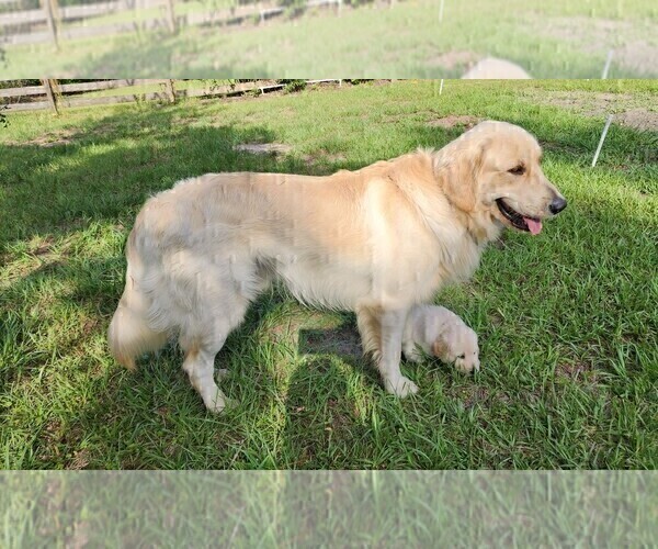 Medium Photo #26 English Cream Golden Retriever Puppy For Sale in HIGH SPRINGS, FL, USA