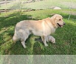 Small #25 English Cream Golden Retriever