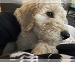 Small Photo #7 Goldendoodle Puppy For Sale in SAINT LOUIS, MO, USA