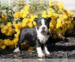 Boston Terrier Puppy for sale in FREDERICKSBG, OH, USA