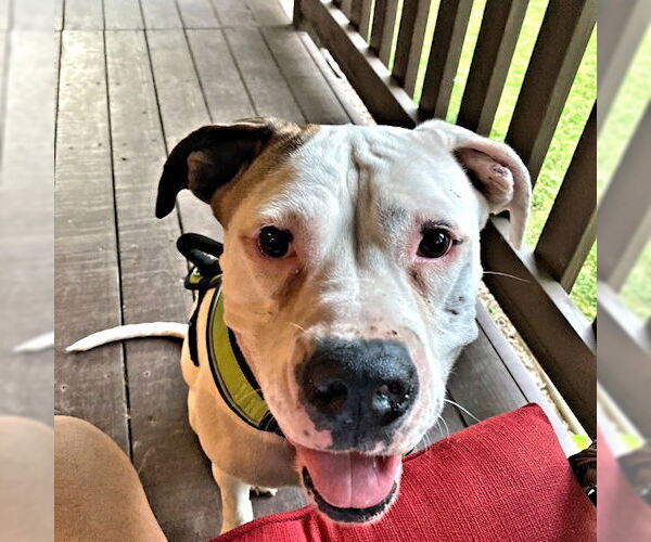 Medium Photo #2 Boxer Puppy For Sale in Rutherfordton, NC, USA