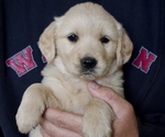 Puppy Torreys Pink Golden Retriever