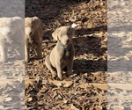 Puppy 7 Labrador Retriever