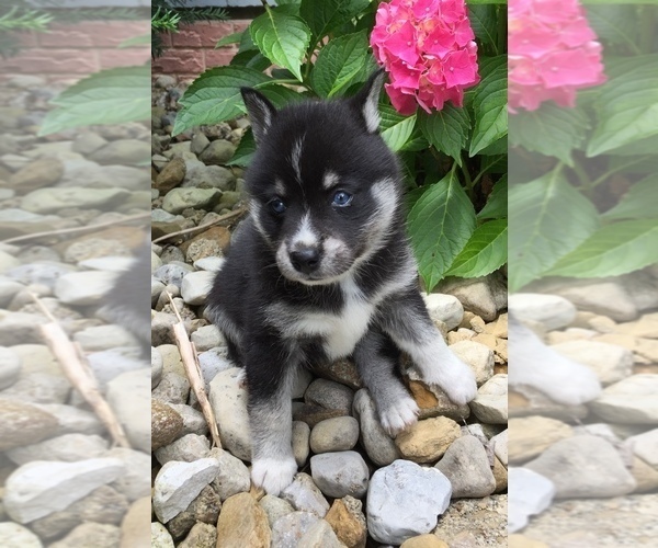 Medium Photo #14 Alaskan Klee Kai Puppy For Sale in WINCHESTER, OH, USA