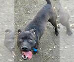 Small #2 Labrador Retriever Mix