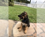 Small Photo #9 German Shepherd Dog Puppy For Sale in HIALEAH, FL, USA