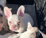 Small #1 French Bulldog