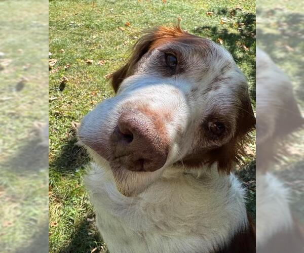 Medium Photo #4 Brittany Puppy For Sale in Curwensville, PA, USA