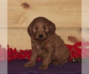 Goldendoodle (Miniature) Puppy for sale in CHRISTIANA, PA, USA