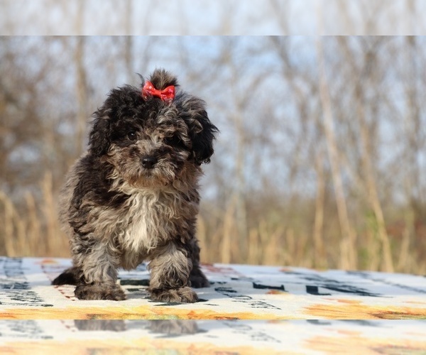 Medium Photo #19 ShihPoo Puppy For Sale in DYERSBURG, TN, USA