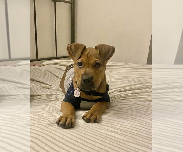 Medium Photo #8 Mutt Puppy For Sale in Dana Point, CA, USA