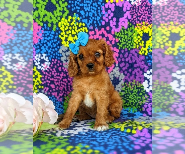 Medium Photo #2 Cavalier King Charles Spaniel Puppy For Sale in QUARRYVILLE, PA, USA