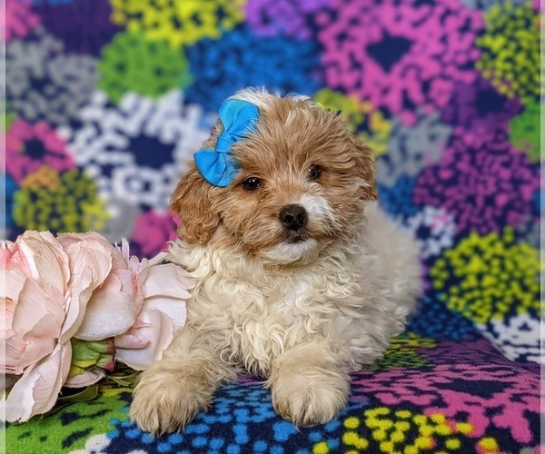 Medium Photo #6 Pookimo Puppy For Sale in QUARRYVILLE, PA, USA