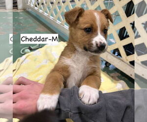 Collie Mix Dog for Adoption in GILBERTS, Illinois USA