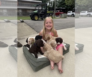 Saint Berdoodle Litter for sale in FRANKFORT, IN, USA