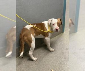 Mutt Dogs for adoption in Las Vegas, NV, USA