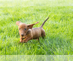 Small #9 Dachshund