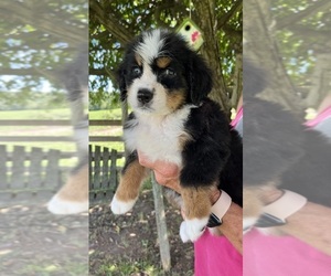 Bernese Mountain Dog Puppy for sale in SPENCER, IN, USA