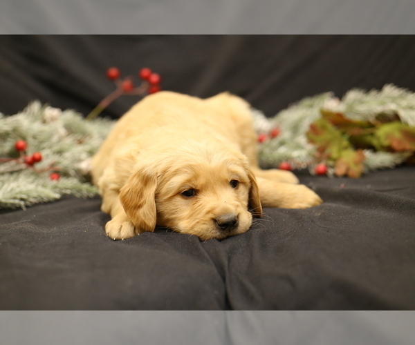 Medium Photo #2 Golden Retriever Puppy For Sale in CAMBRIDGE SPRINGS, PA, USA