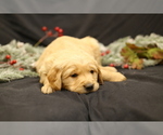 Small #1 Golden Retriever