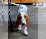 Small Basset Hound